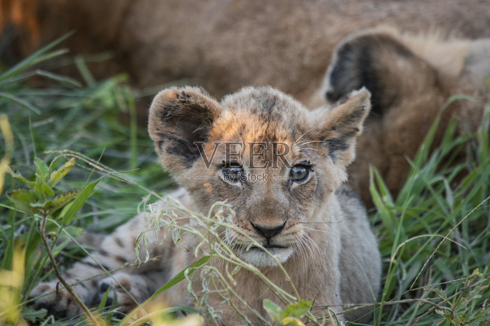 狮子幼崽照片摄影图片