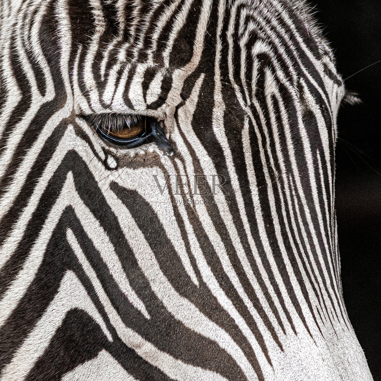 斑马眼中的泪水照片摄影图片