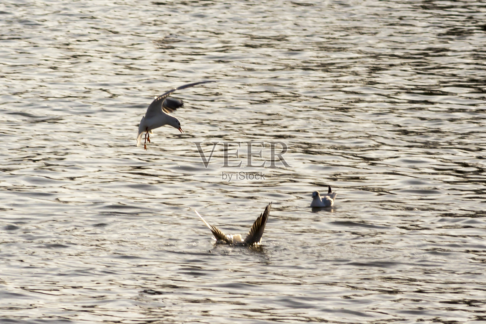 一只海鸥优雅地在闪烁的水面上空翱翔,另一只则潜入水面下。温暖的阳光照亮了这一宁静的时刻。照片摄影图片