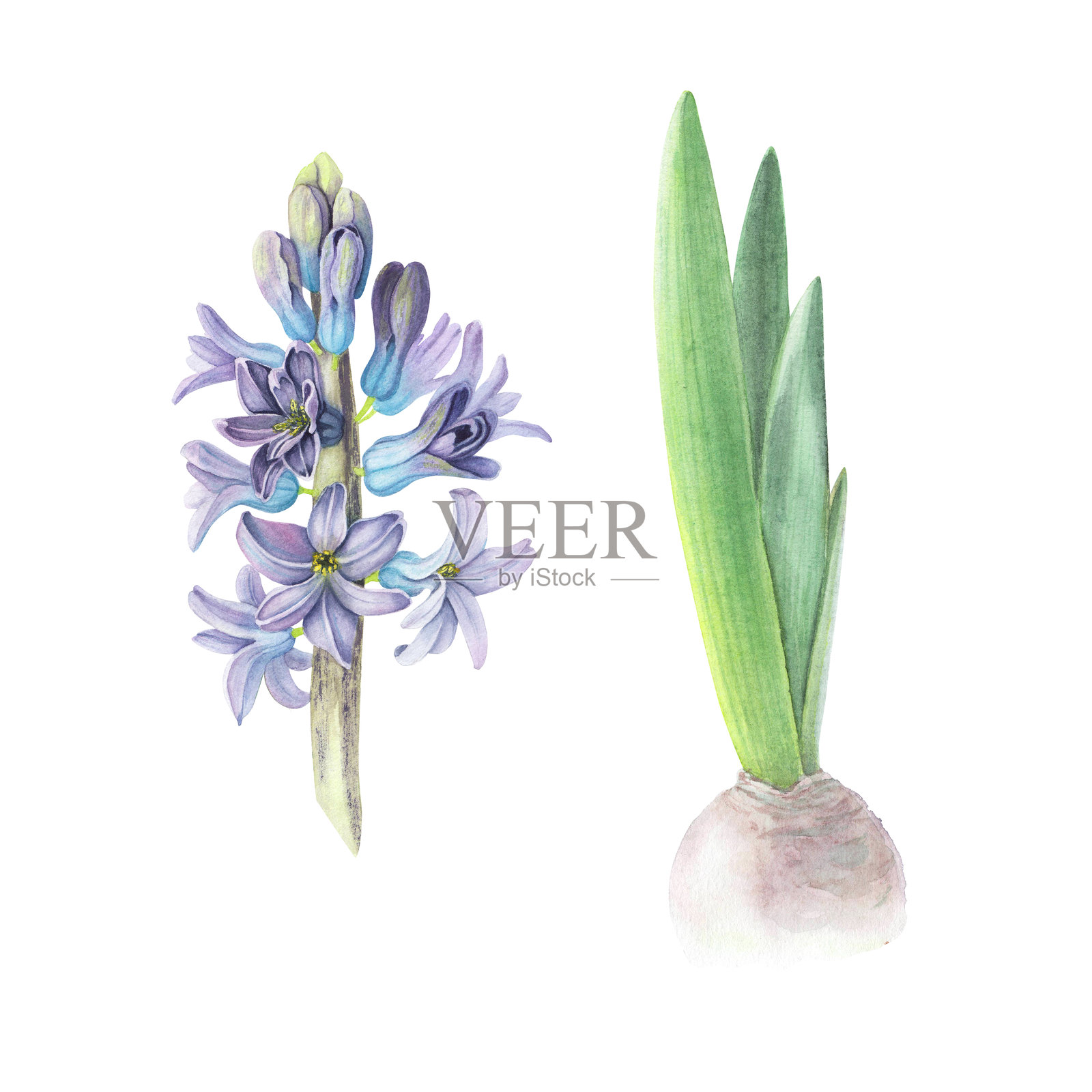 孤立在白色背景上的风信子紫色花朵和球茎。水彩手绘逼真的植物素描插图。艺术设计美丽的婚礼邀请函、贺卡复活节装饰图形。插画图片素材