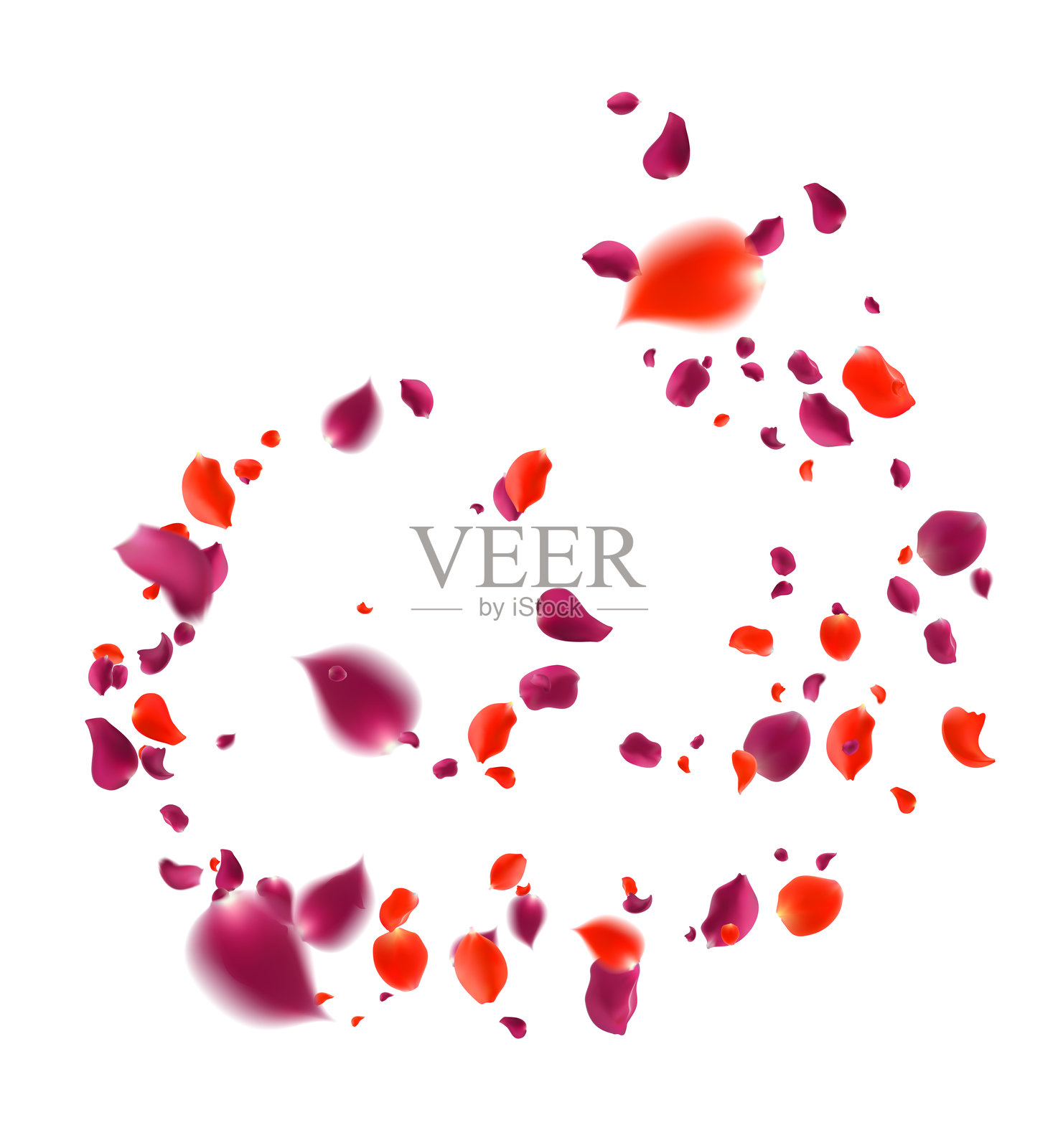 紫红色玫瑰以螺旋形散落,落在抽象花卉背景上,搭配华丽的玫瑰花瓣贺卡设计。插画图片素材