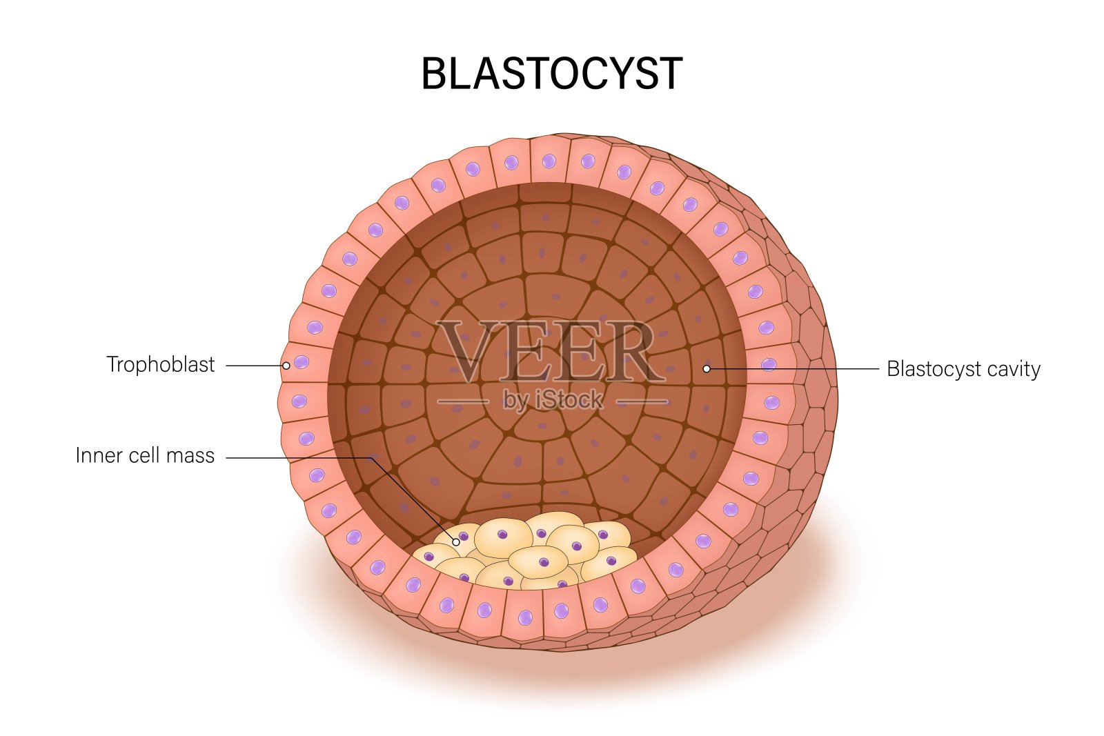 胚泡。胚泡的组成包括滋养层和内细胞团。早期人类胚胎发育。插画图片素材