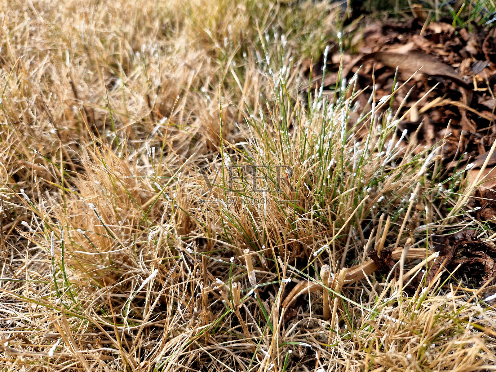 在雪霉病的名称下,有两种草坪疾病,发生在冬季和春季。过量的有机物、未冻结植物上的积雪、持久的积雪覆盖以及长时间的潮湿天气。照片摄影图片