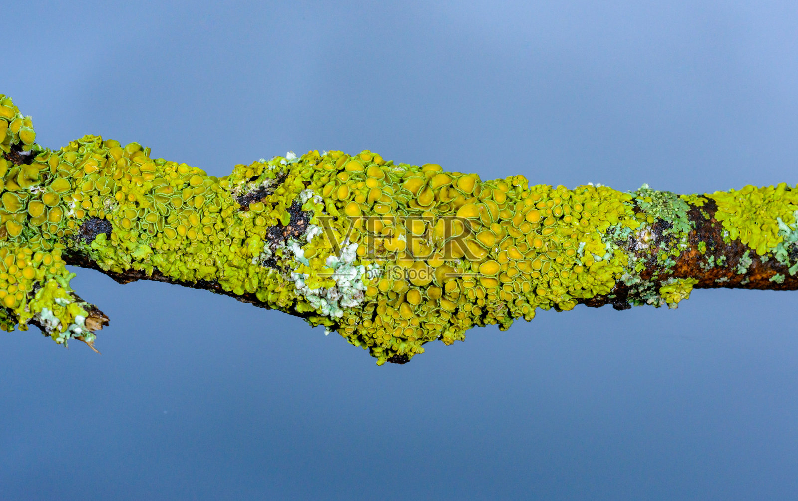 黄绿色的壁藓(Xanthoria parietina)生长在树枝上,敖德萨照片摄影图片