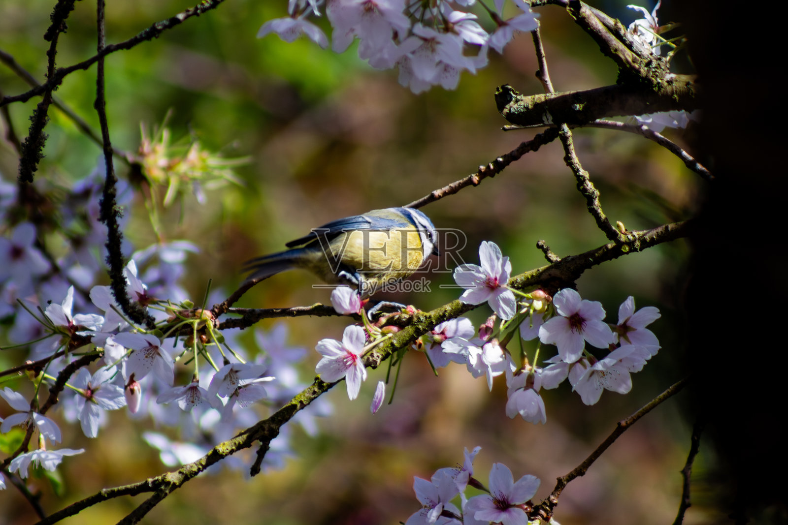 欧亚蓝山雀栖息在樱花树上,展现英国春天的美景照片摄影图片