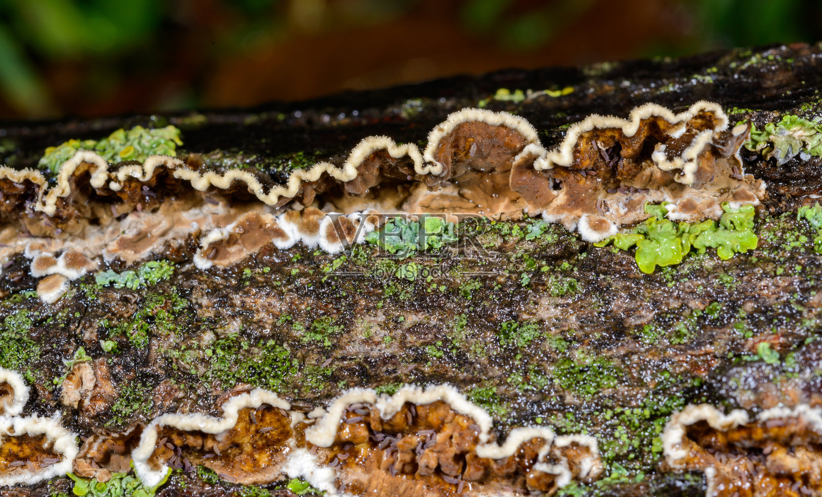 圆柱基菌 - 生长在腐烂树枝上的腐生壳状真菌,敖德萨照片摄影图片