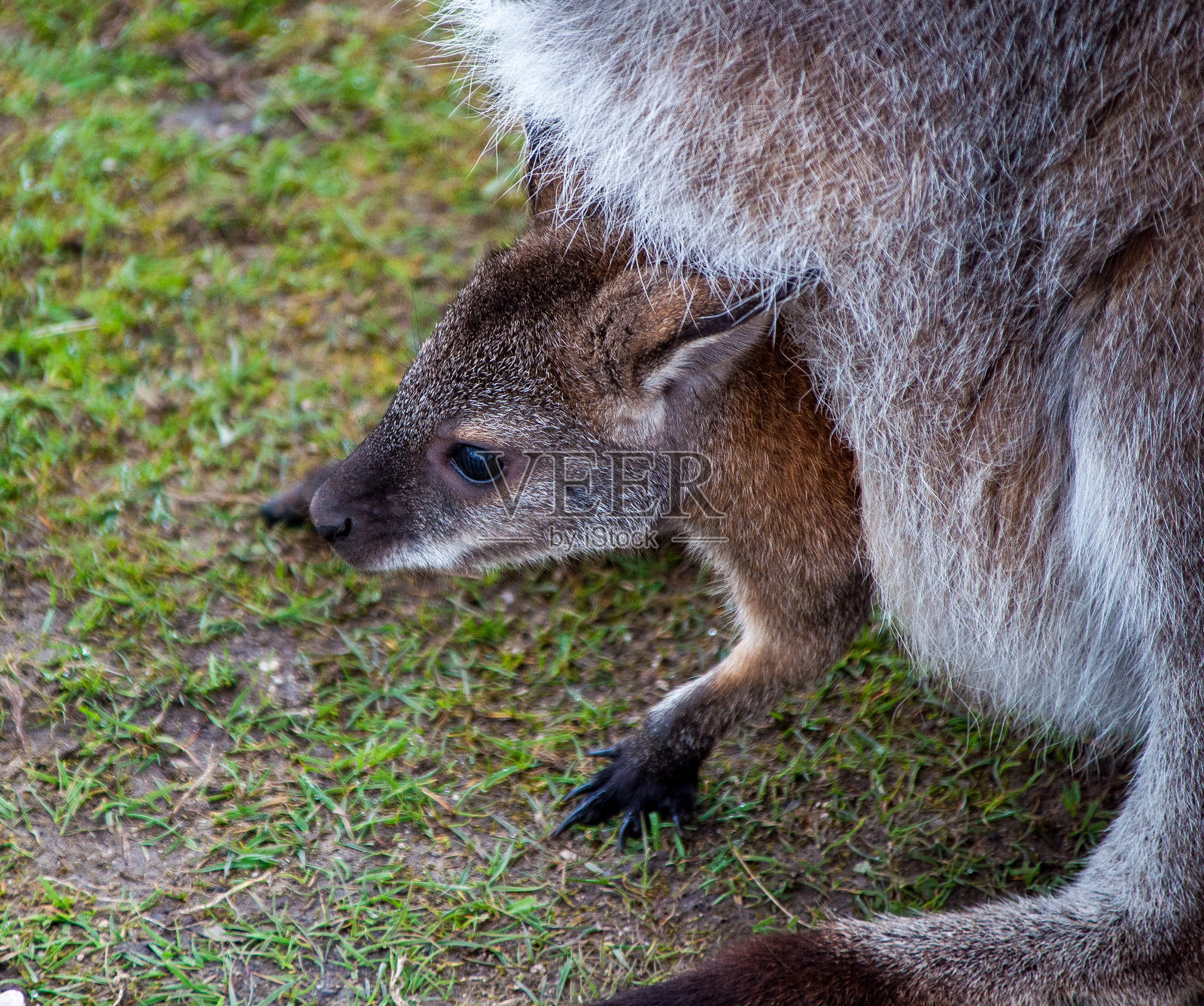婴儿乔伊照片摄影图片