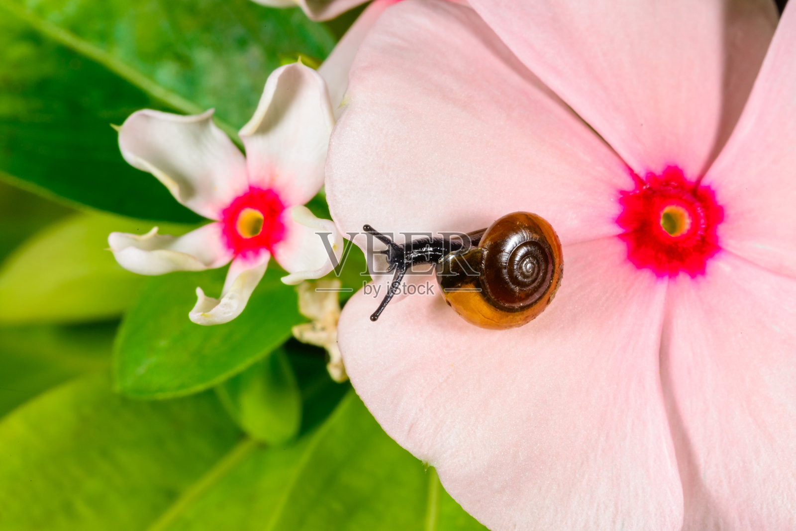 透明小螺 - 软体动物纲,锥螺科,温室内热带植物花朵上的小腹足类软体动物照片摄影图片