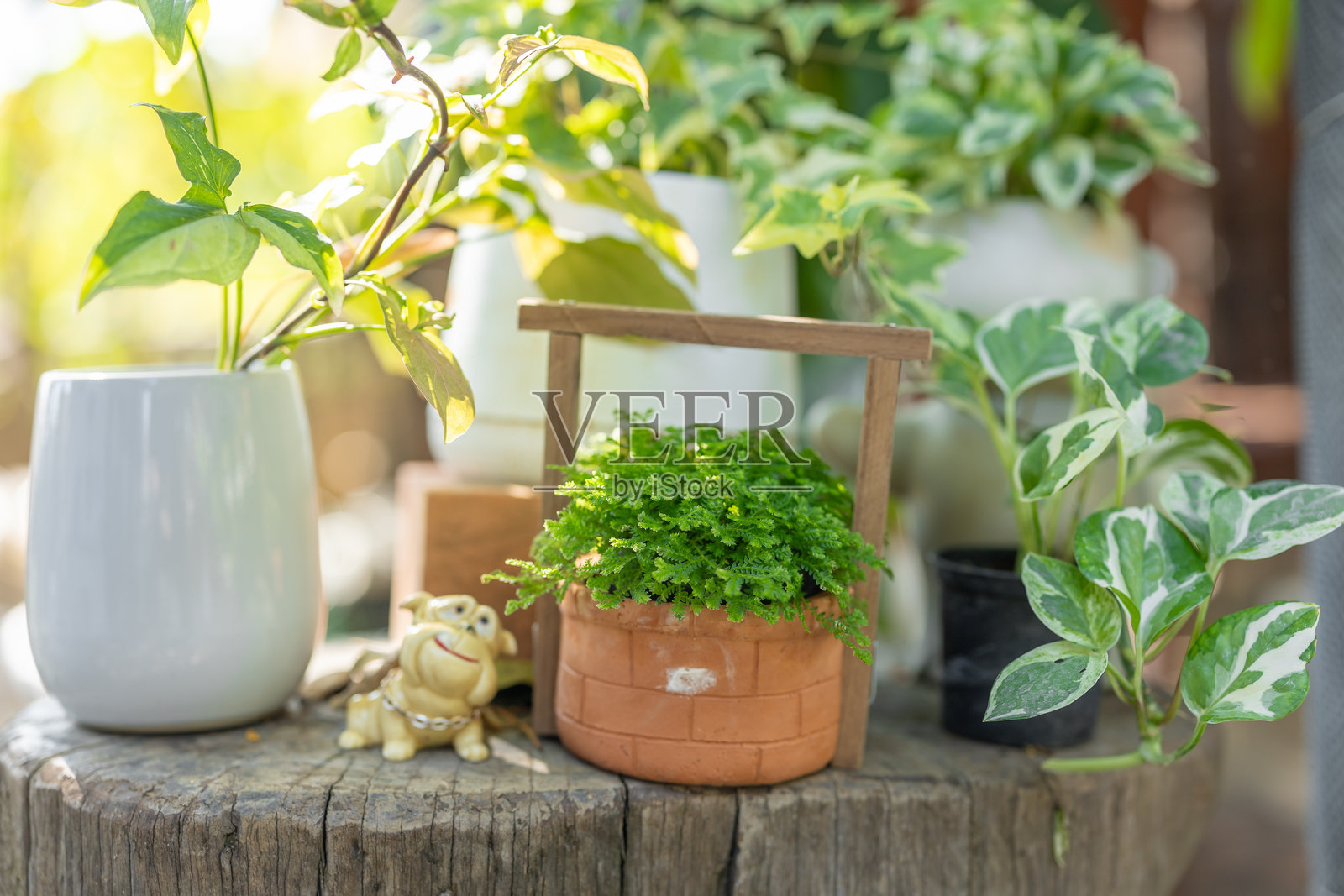小植物盆栽,绿叶树,花园装饰,可爱迷人的家居后院角落,户外使用照片摄影图片