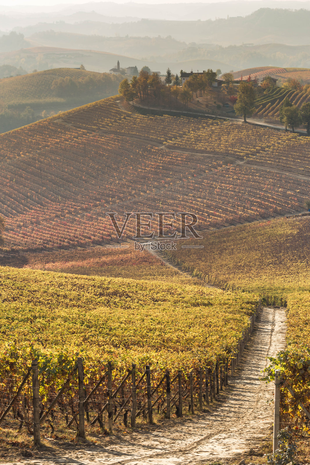 皮埃蒙特,意大利北部,色彩斑斓的秋季葡萄园间狭窄的道路。照片摄影图片