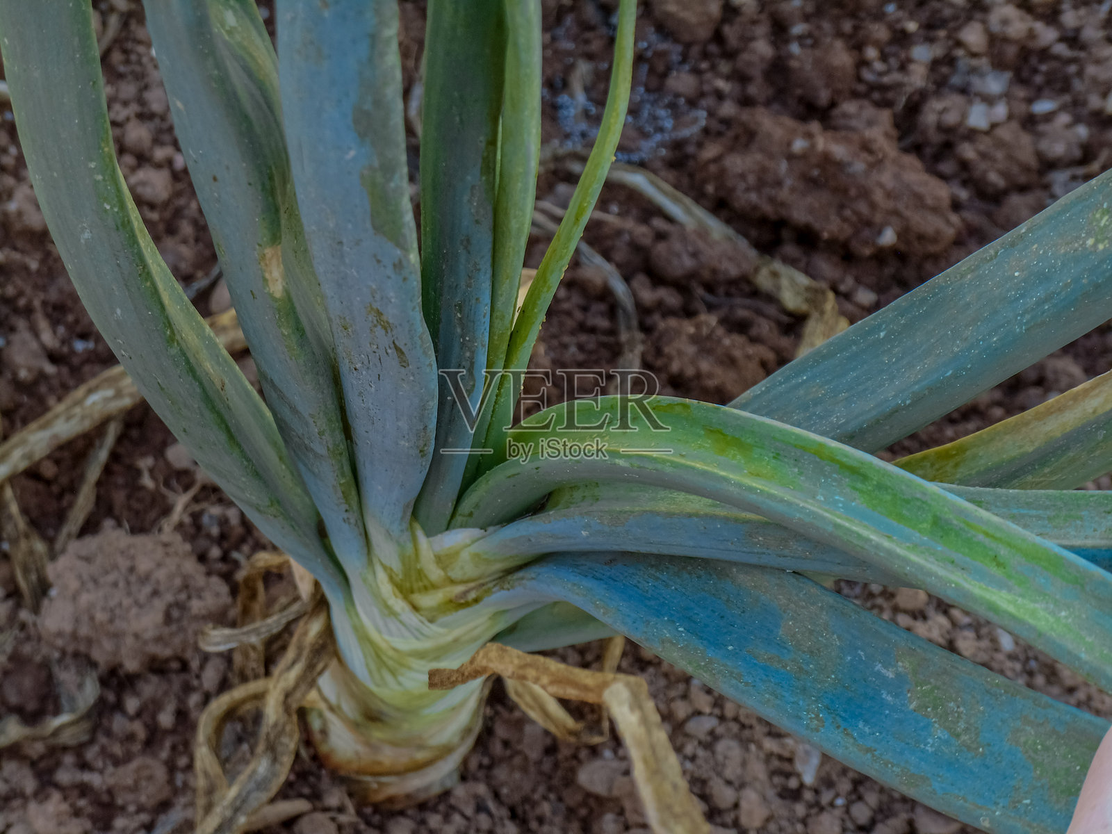 洋葱植物病理学照片摄影图片