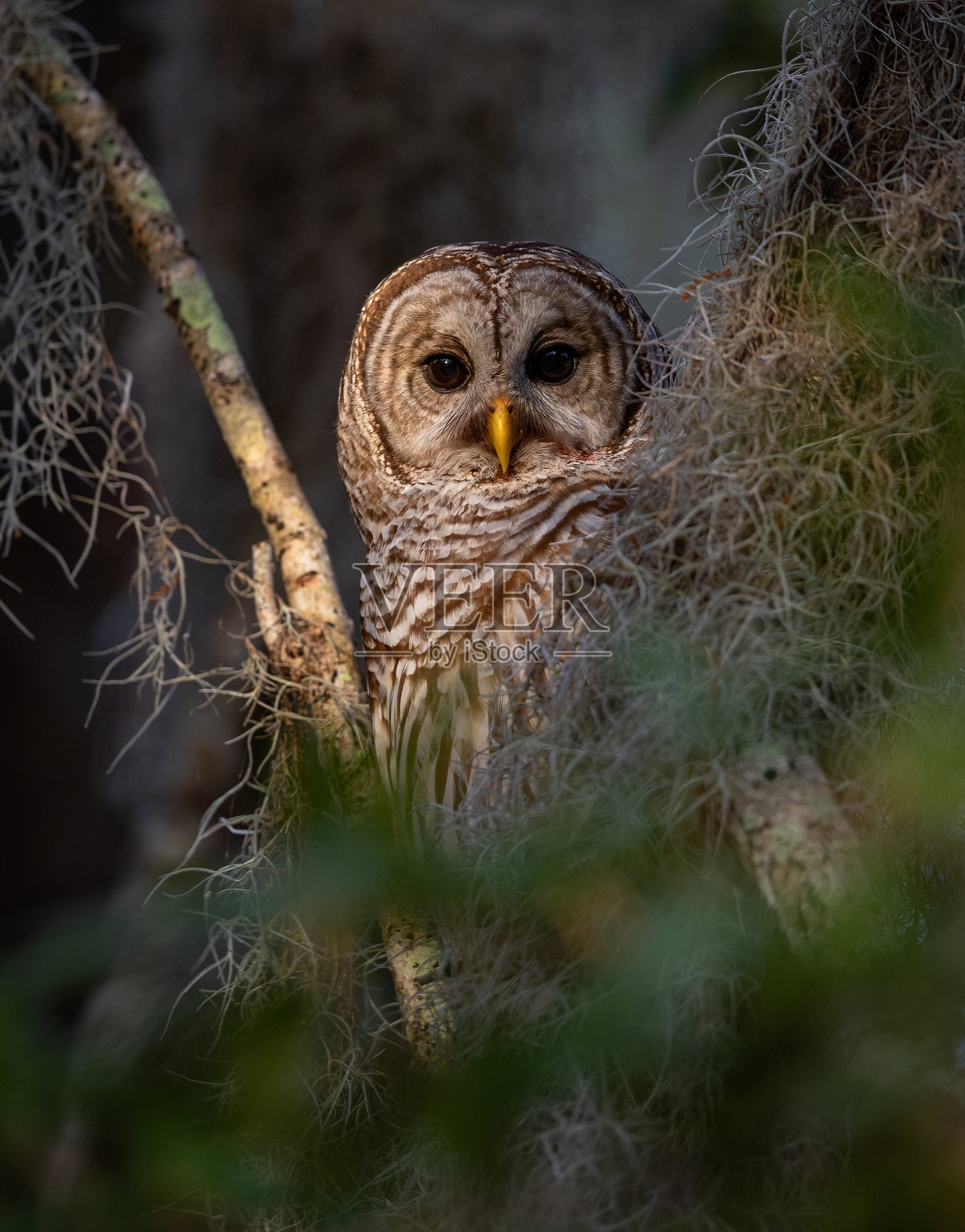 barred owl照片摄影图片