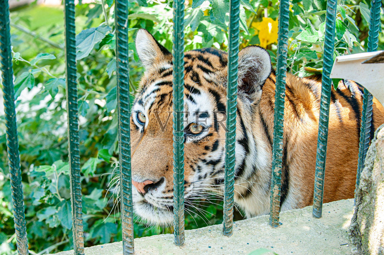 西伯利亚虎专注地注视着铁栏杆后面照片摄影图片