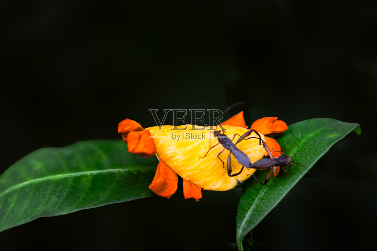 两只虫子在一片叶子上,其中一只是一只瓢虫。照片摄影图片