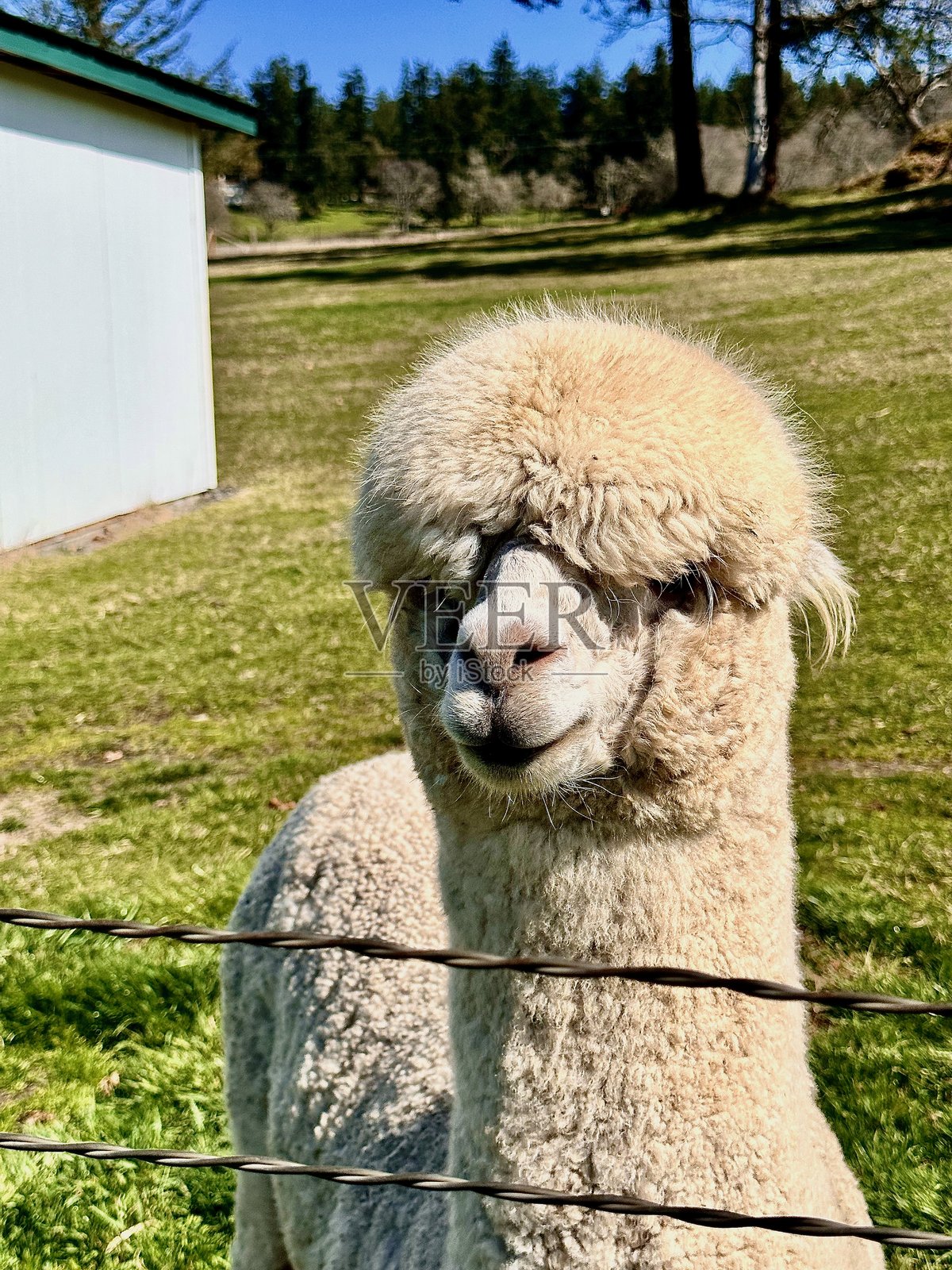 可爱的羊驼脸照片摄影图片