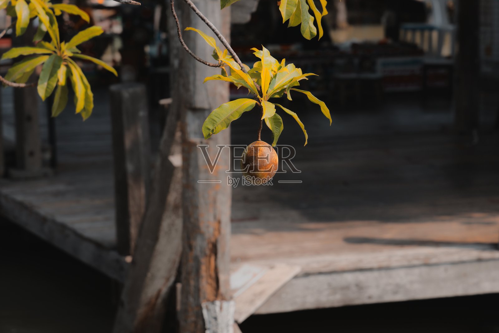 一颗孤独的果实优雅地悬挂在树枝上,靠近一片宁静的水面照片摄影图片