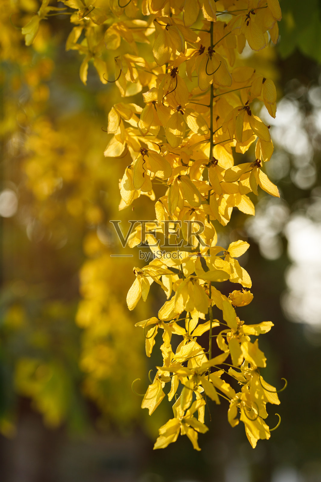 金雨树在自然公园中欢快地盛开。黄花风铃木。照片摄影图片