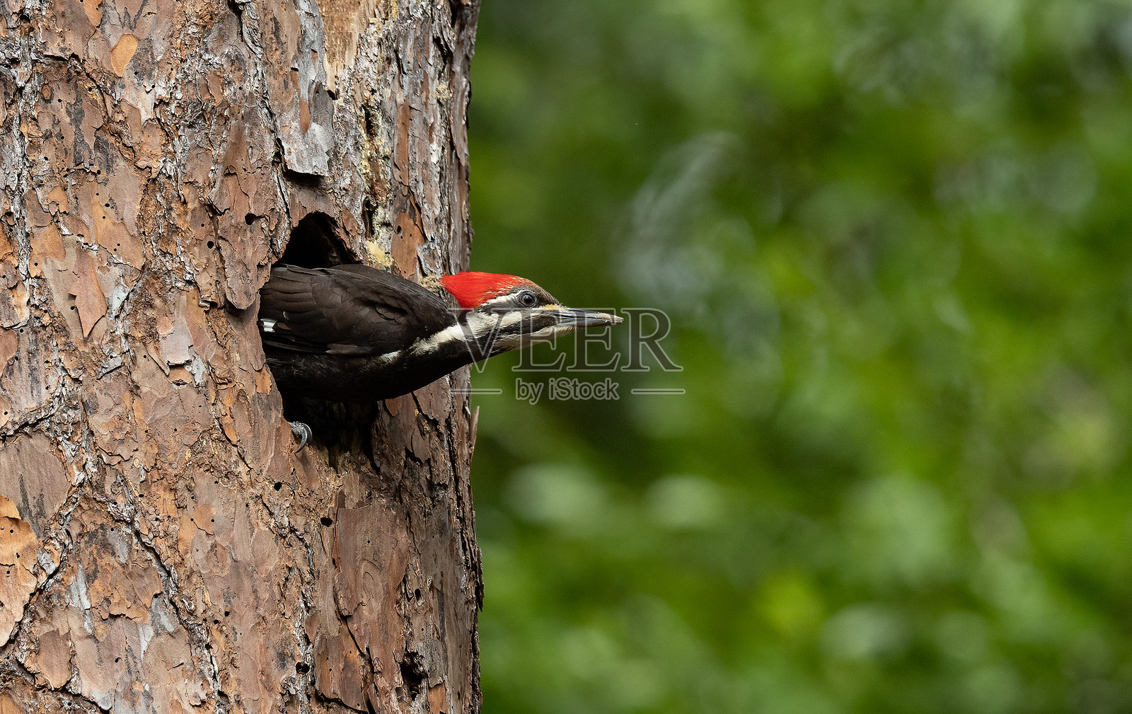堆头啄木鸟肖像照片摄影图片