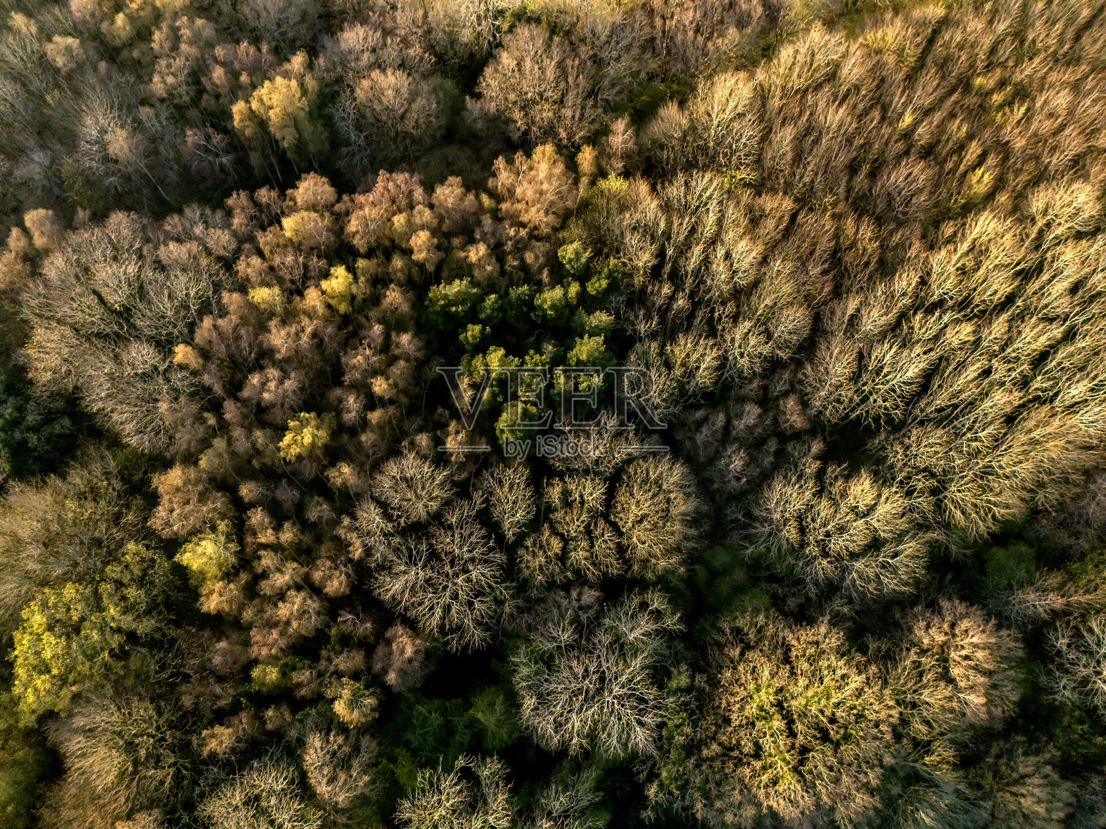 树木图案照片摄影图片