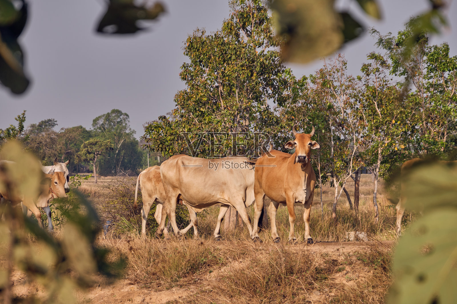 在乡村大自然中自由觅食的牛照片摄影图片