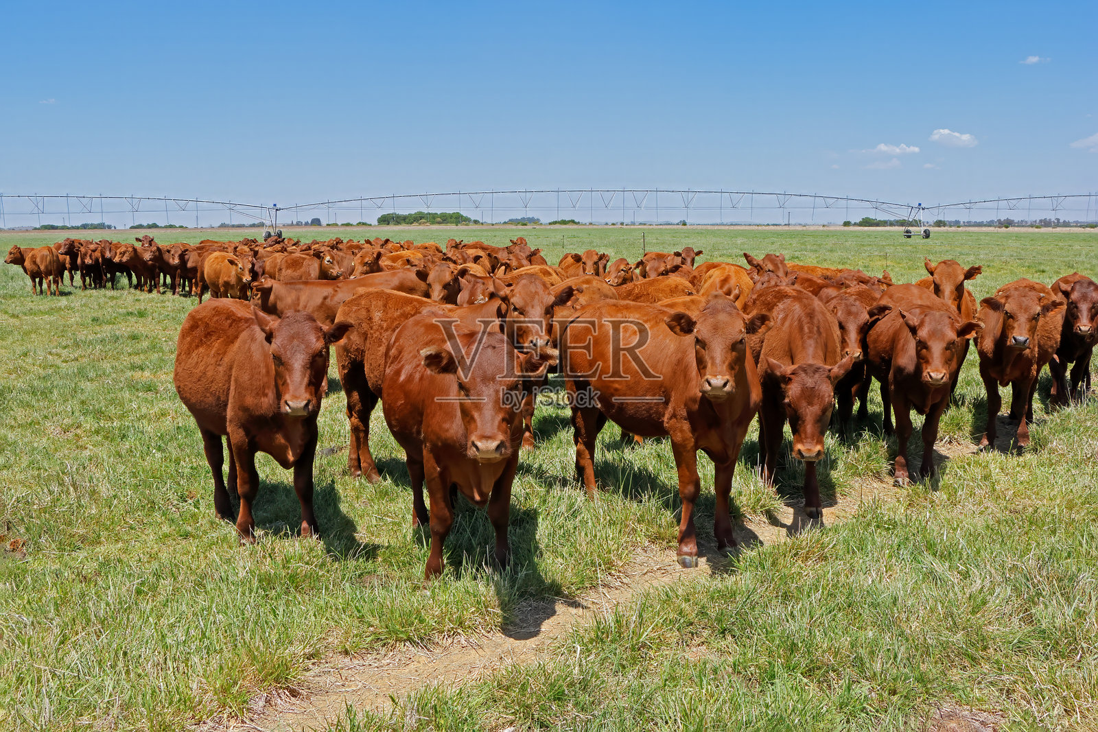 南非乡村农场上自由放养的奶牛在绿色牧场上。照片摄影图片