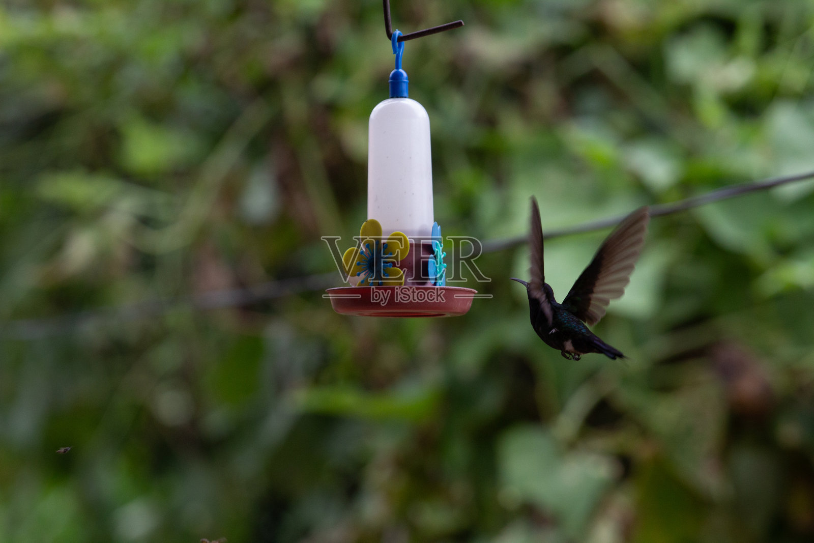 巴西动物群中的鸟类和鸟类照片摄影图片