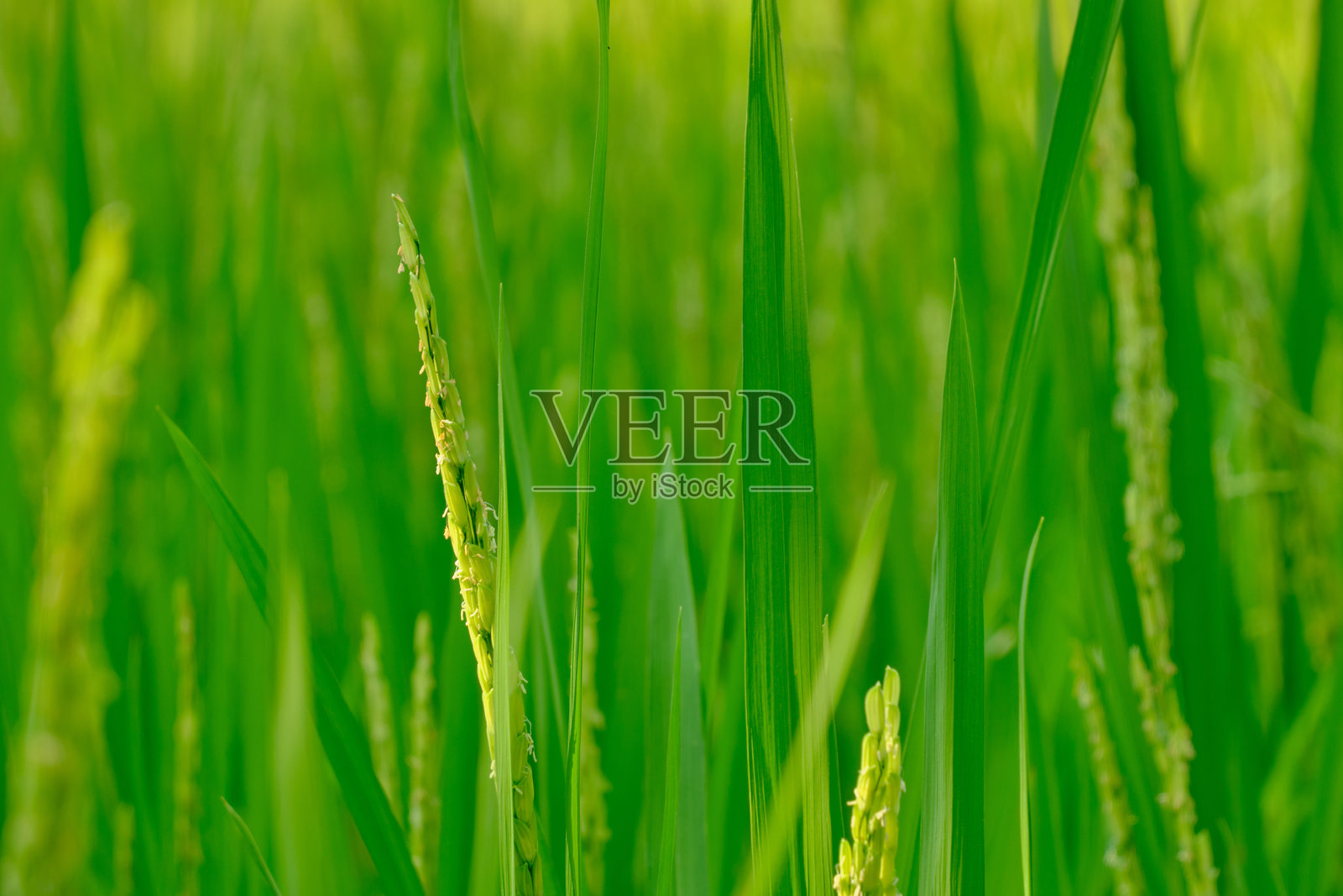 自然中的绿色稻田照片摄影图片