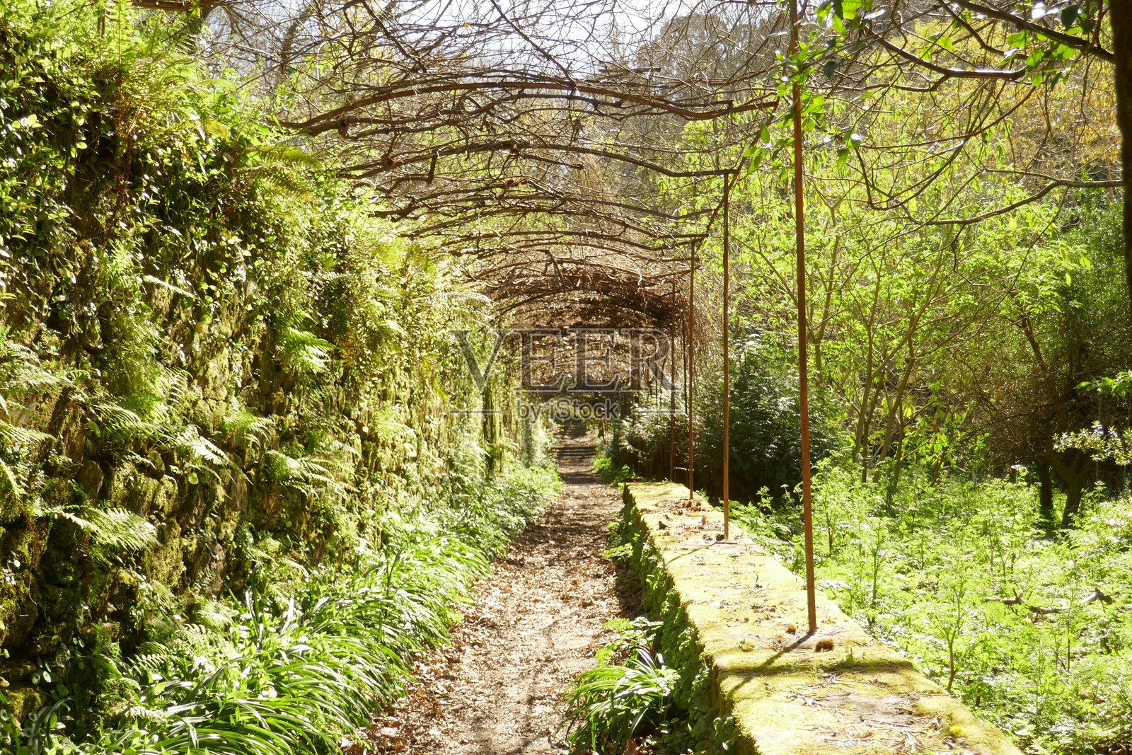 通往公共花园的小径照片摄影图片