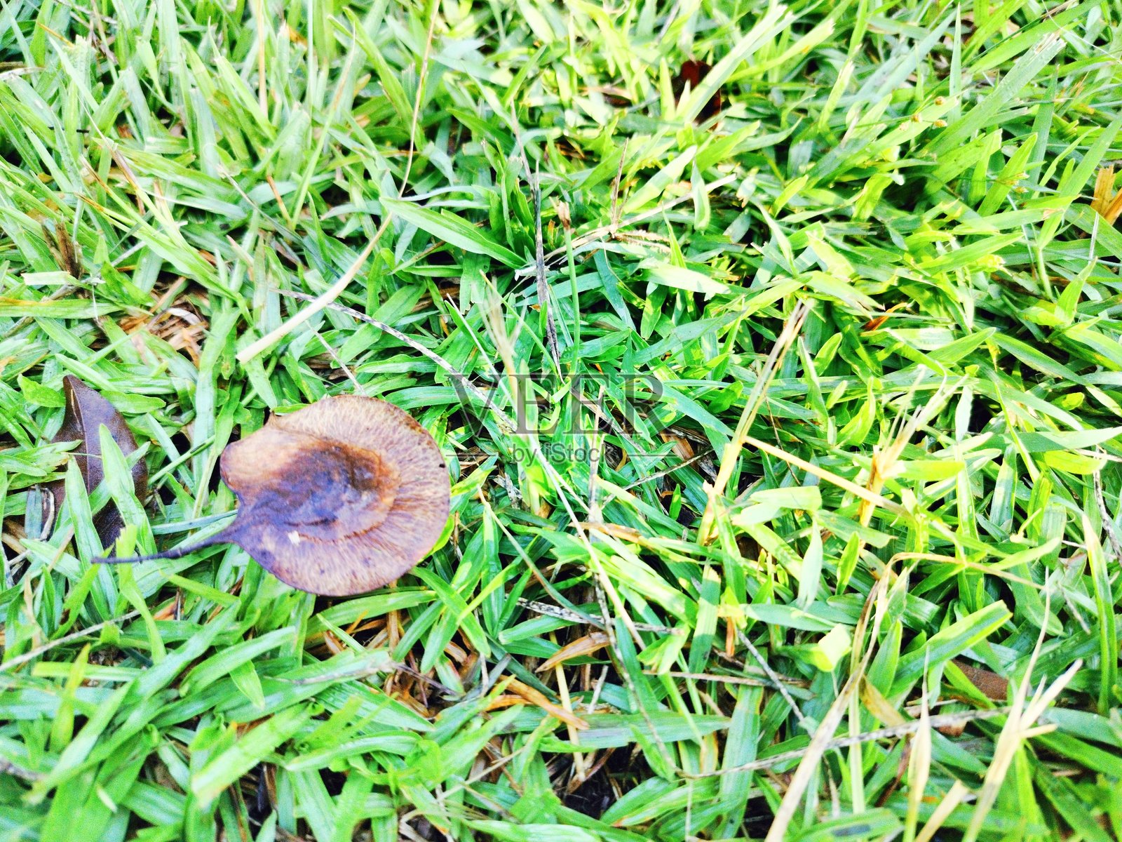 达尔贝尔吉木的叶子照片摄影图片