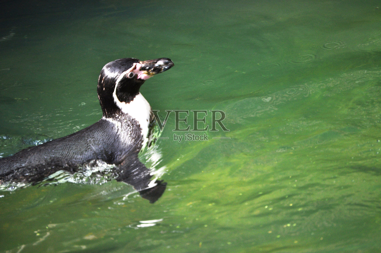 洪堡企鹅在水中降温照片摄影图片