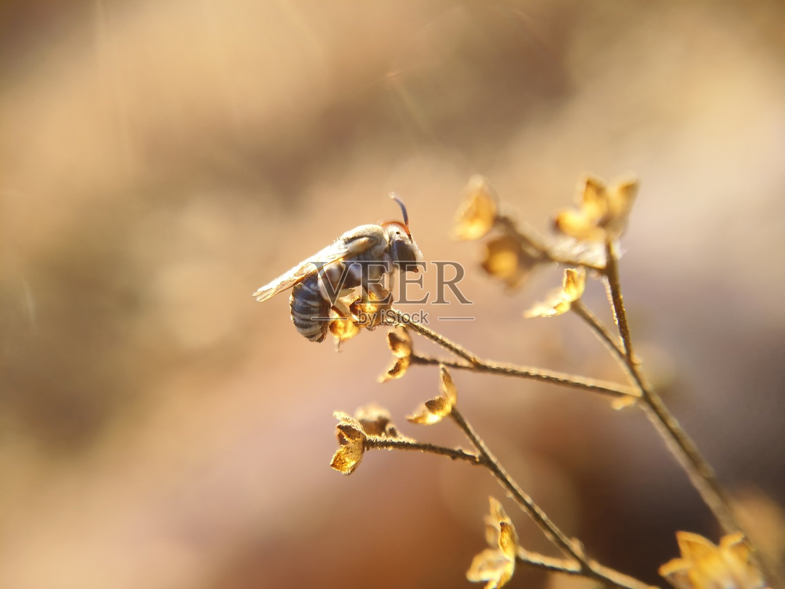Nomia(汗蜂)照片摄影图片