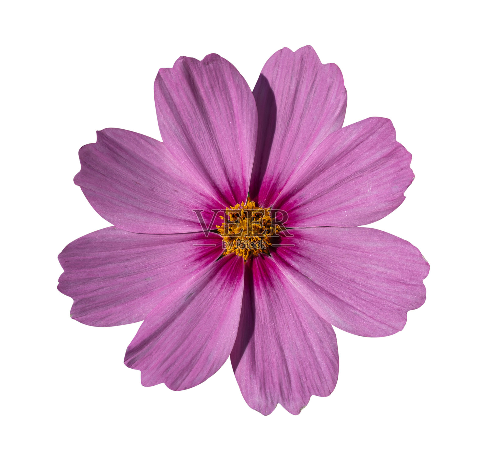 粉色的宇宙花孤立在白色背景上,带有抠图路径照片摄影图片