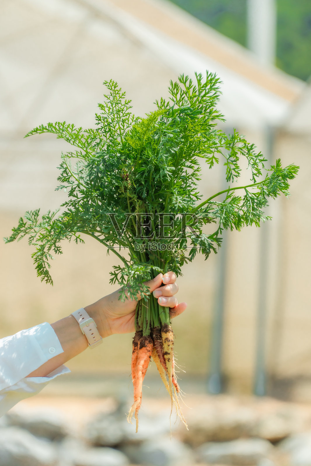 新鲜采摘的有机根茎蔬菜——来自花园的胡萝卜照片摄影图片