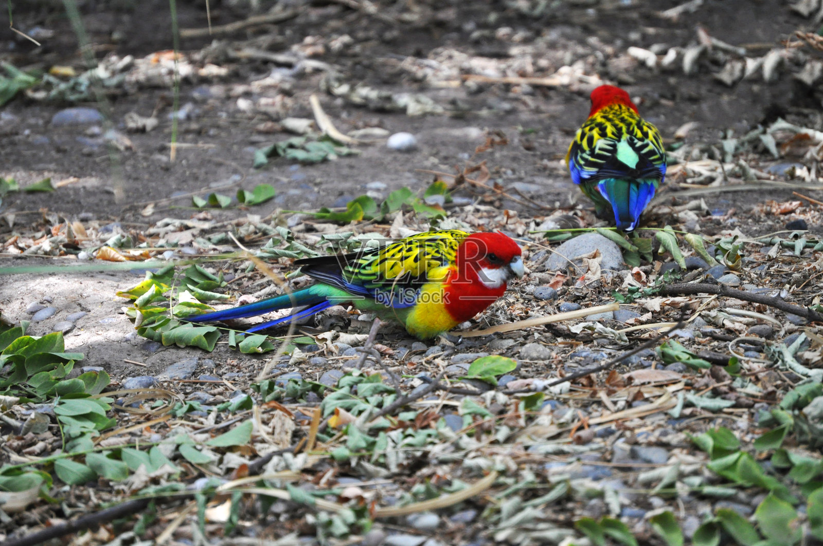 普通玫瑰鹦鹉 - Platycercus eximius,一种特有于澳大利亚东南部的鸟类照片摄影图片