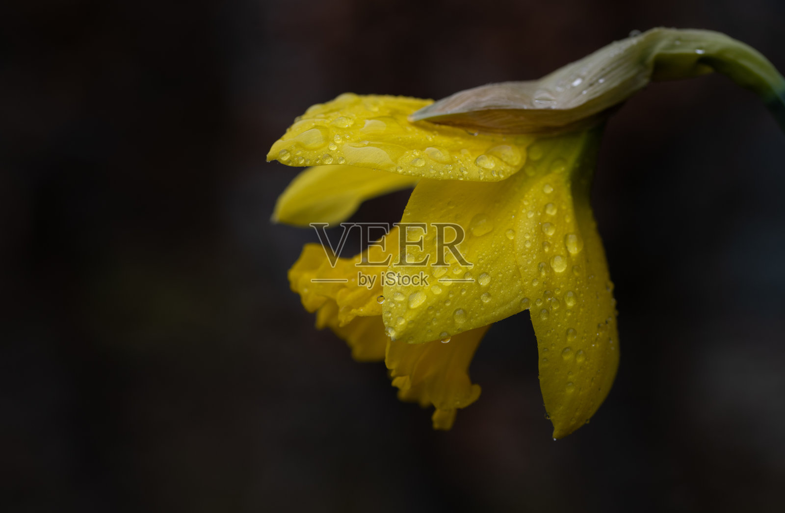 黄色水仙花在黑色背景下盛开特写。水仙花上有水滴。留有文字空间。照片摄影图片