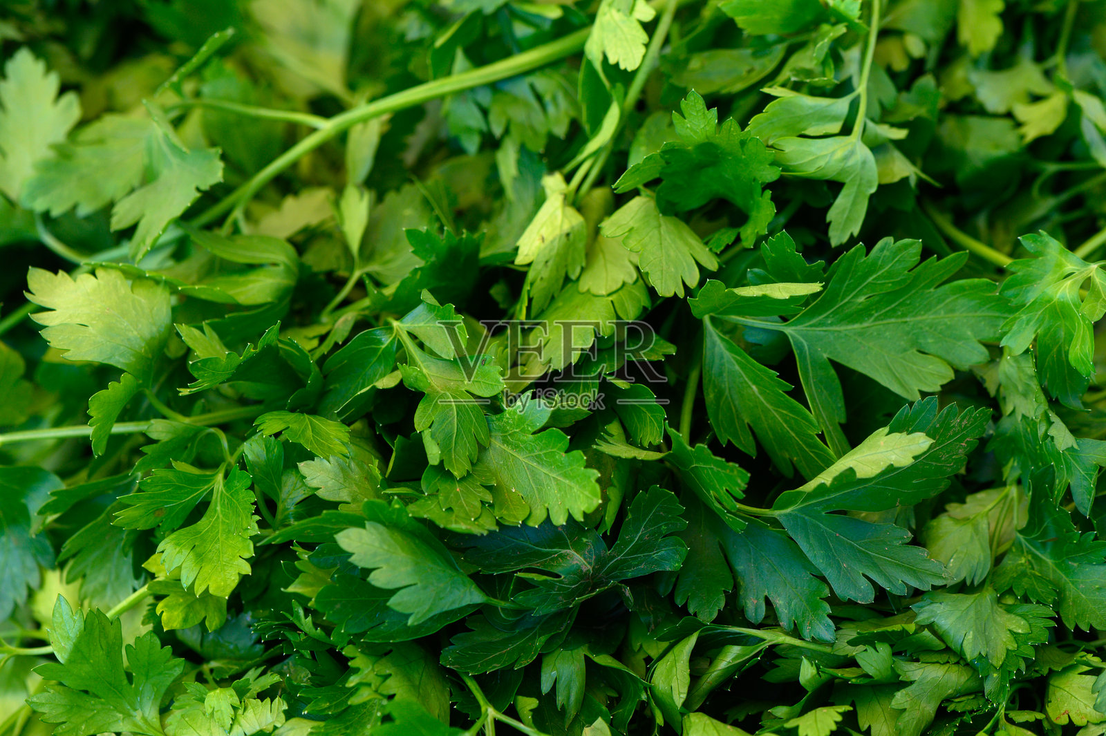 新鲜采摘的香菜散发着迷人的香气,完美适合各地充满活力的厨房中的美食佳肴。照片摄影图片