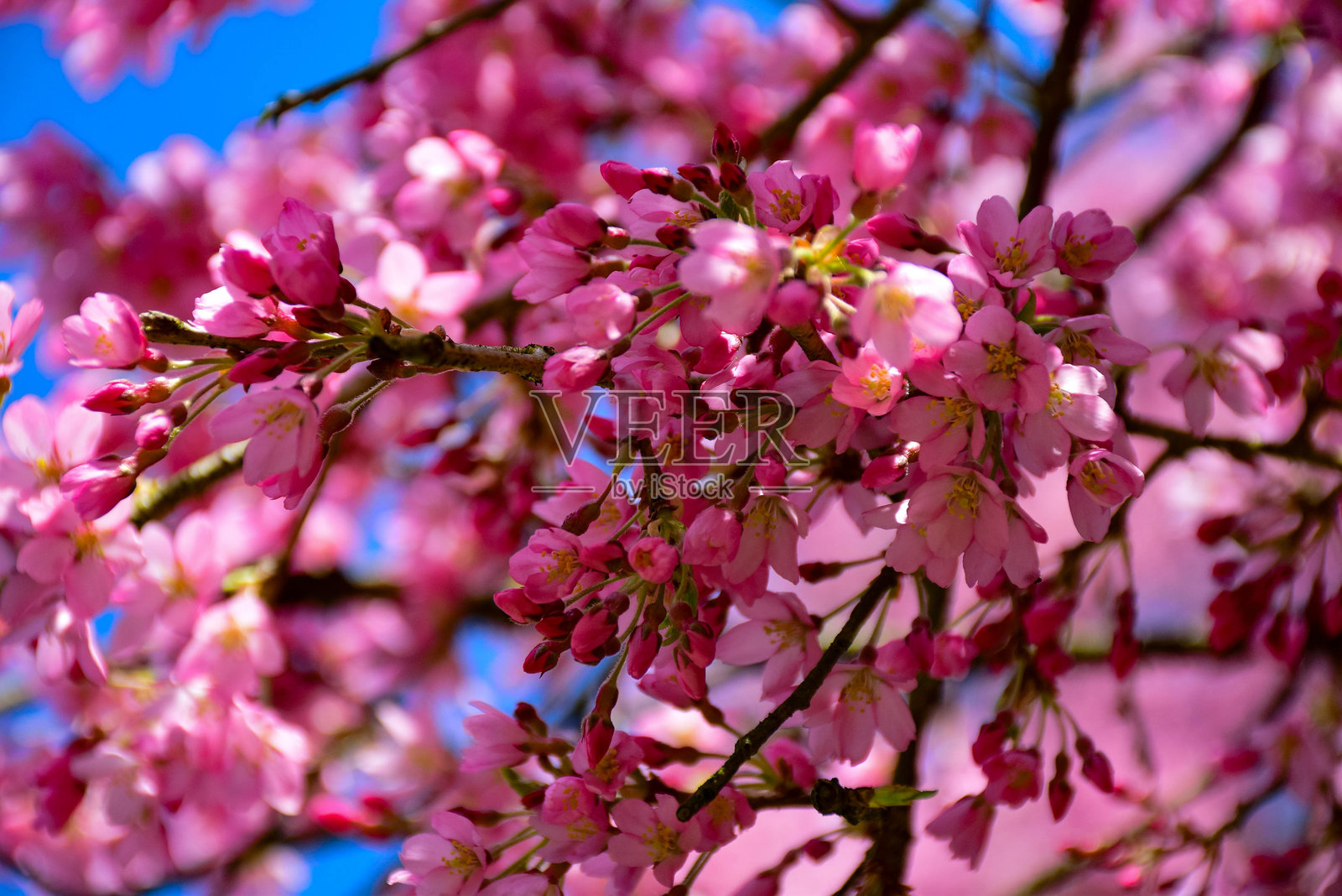 粉色樱花树照片摄影图片