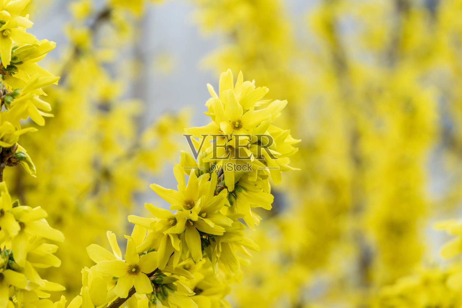 黄色花朵在枝头盛开,展示着它们在春季花园中的美丽。色彩斑斓的场景传达了重生和自然之美的精髓。照片摄影图片