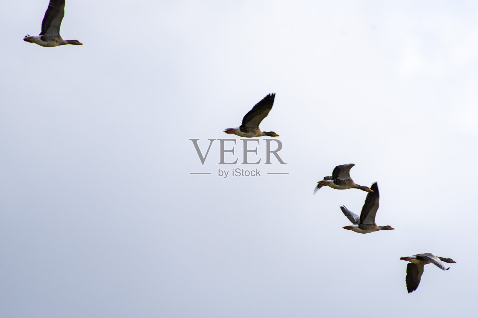 法罗群岛的飞行鹅照片摄影图片