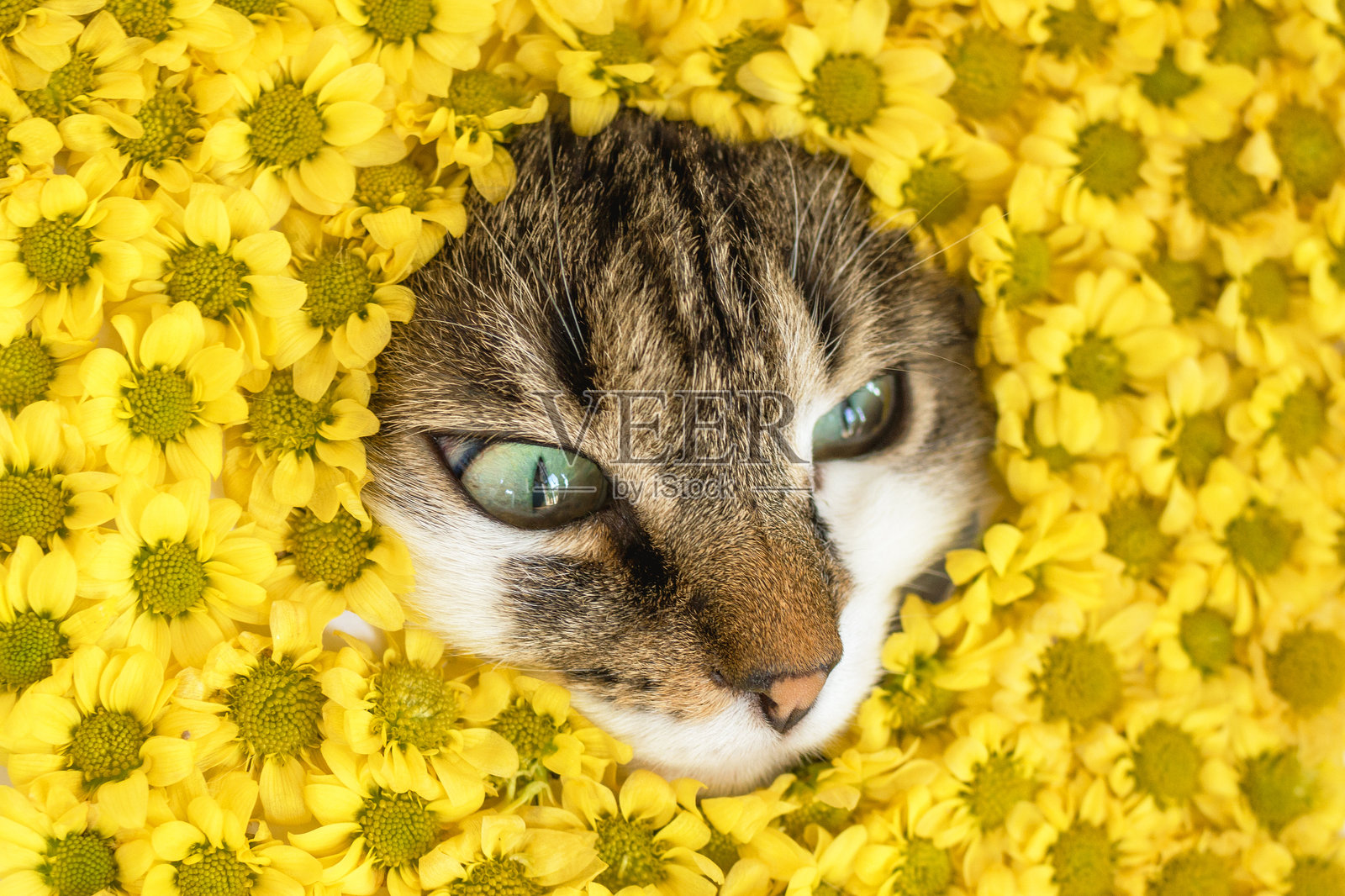 好奇的虎斑猫在明亮的黄色菊花中搞笑的肖像。照片摄影图片