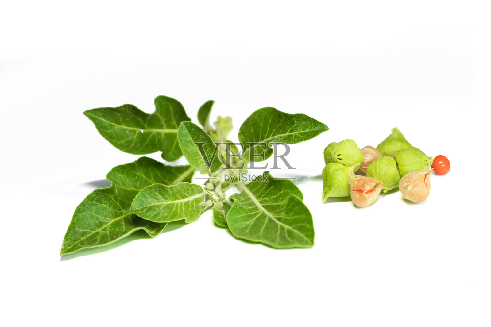 新鲜叶子的阿育吠陀药草,亦称为印度人参、毒醋栗或冬樱桃,学名为威尔森睡茄。背景为白色。照片摄影图片