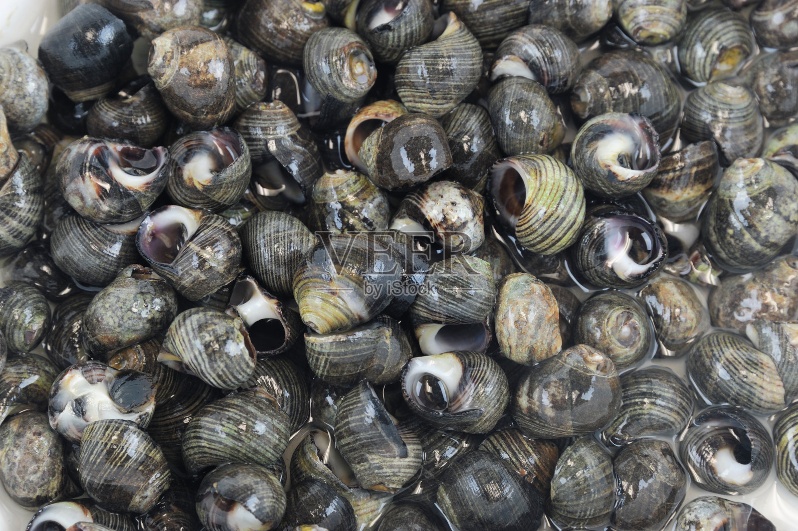 海鲜市场新鲜海螺的特写镜头照片摄影图片