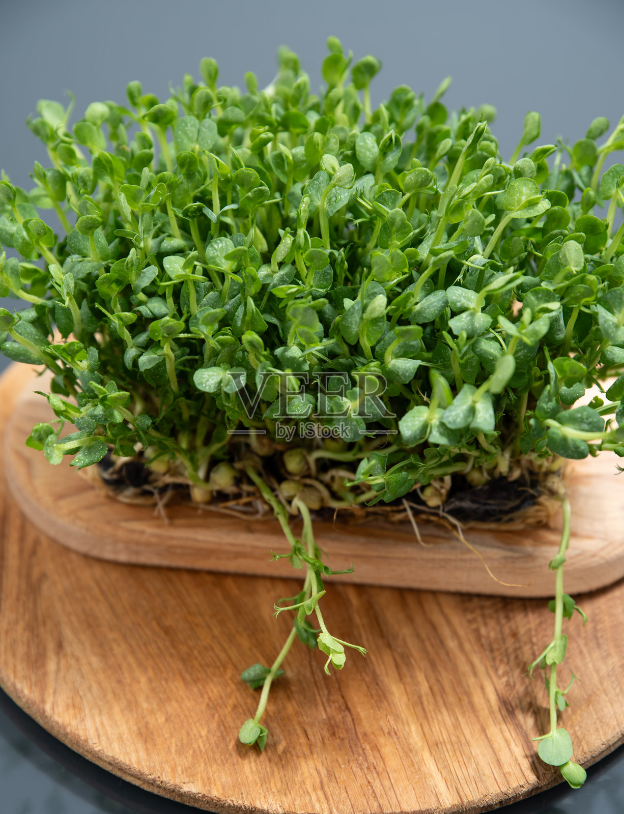 微型绿点特写。健康饮食。商业横幅照片摄影图片