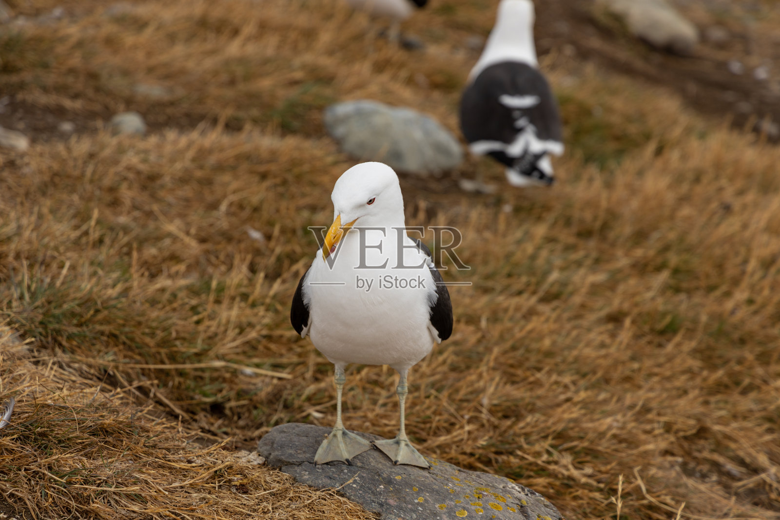 海岸边的野生海鸥照片摄影图片