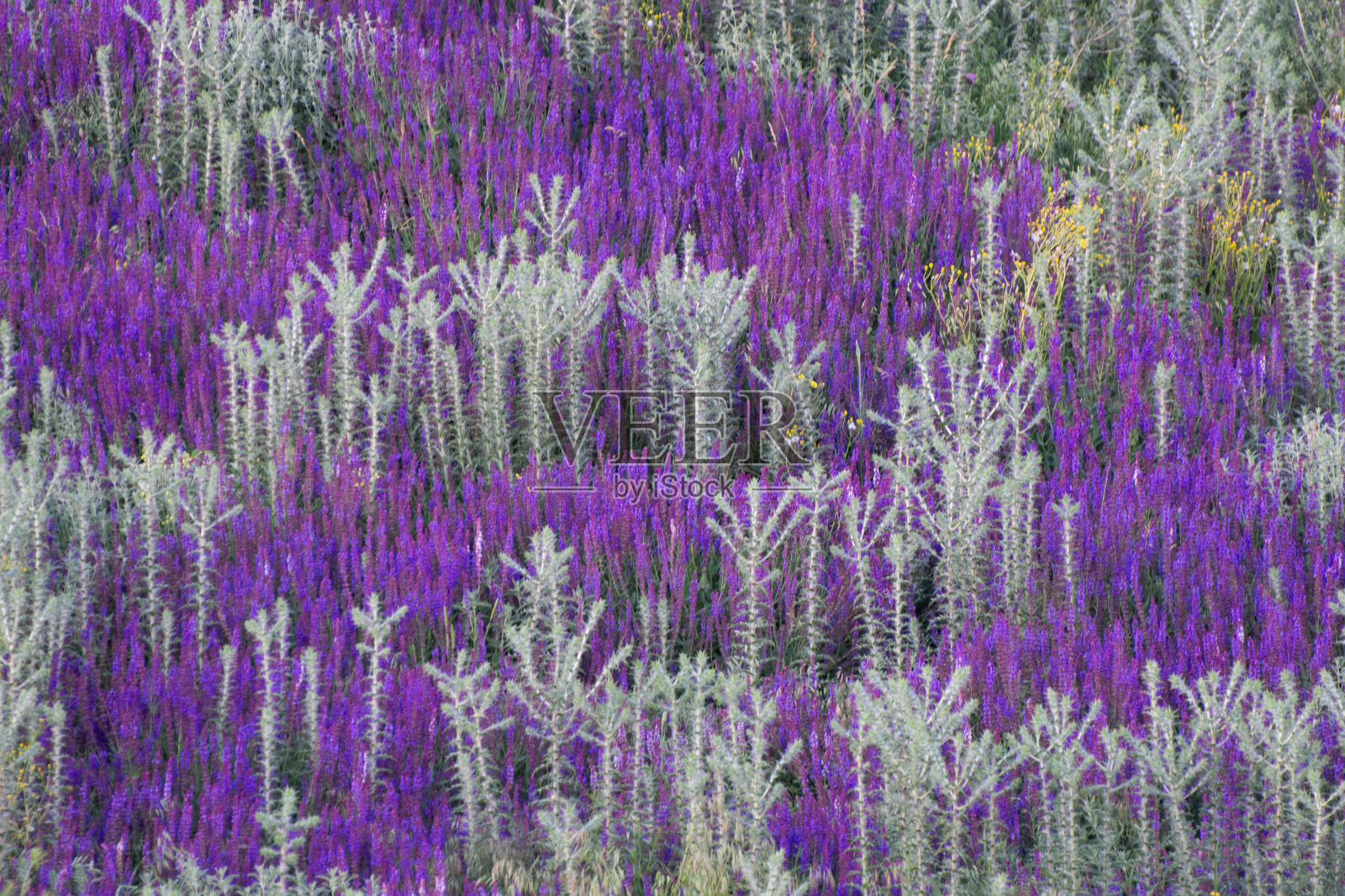 自然植物背景,草地图案。年轻的鼠尾草(salvia)在春天的草原草地上盛开。照片摄影图片