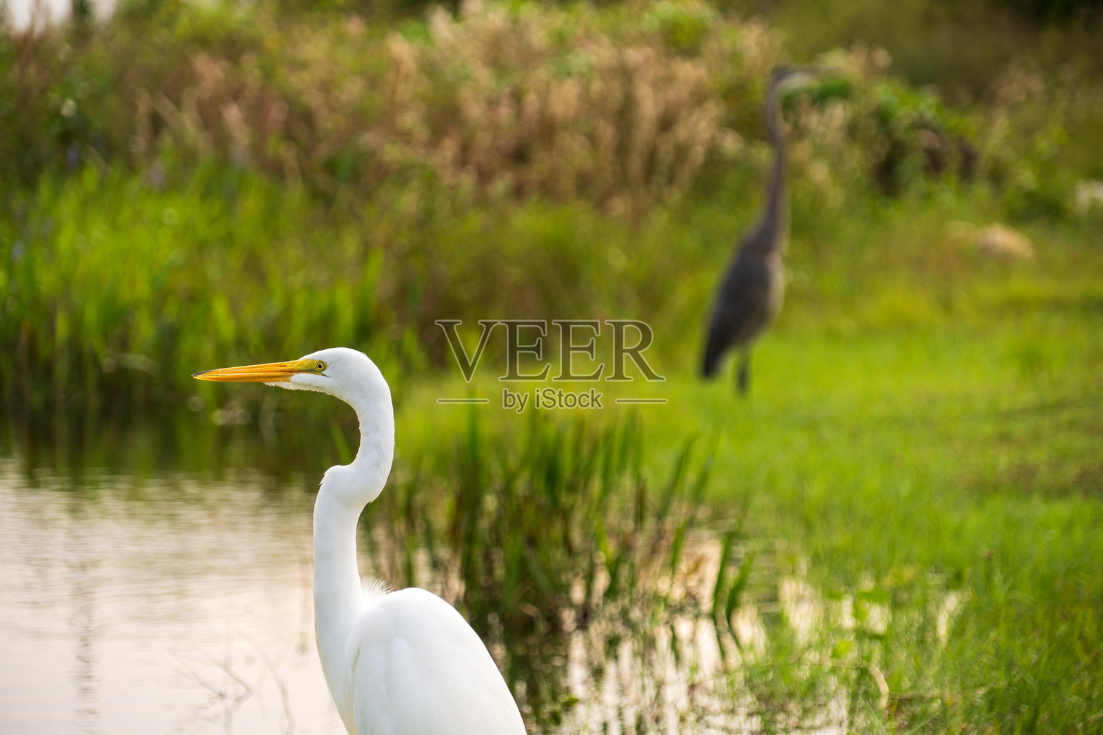 佛罗里达州埃弗格雷德斯国家公园的白鹤照片摄影图片