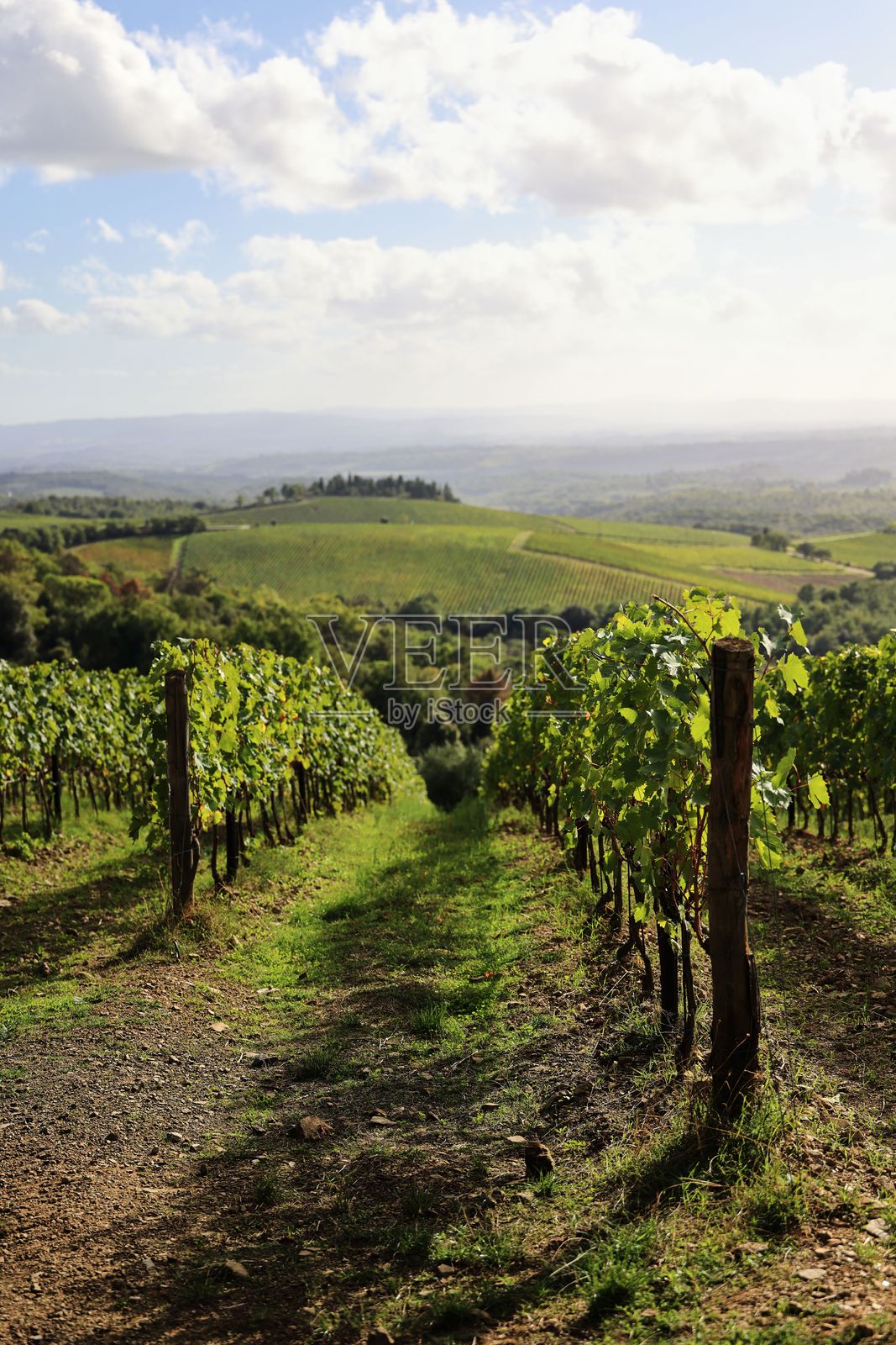 风景如画的葡萄园景观照片摄影图片