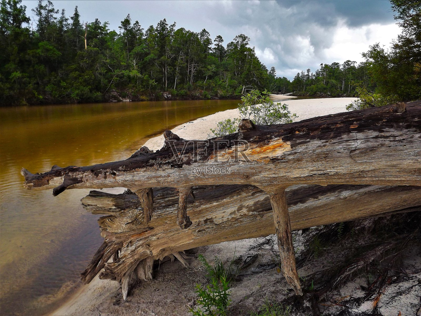 佛罗里达州黑水河州立公园和州立森林的划独木舟和游泳活动照片摄影图片