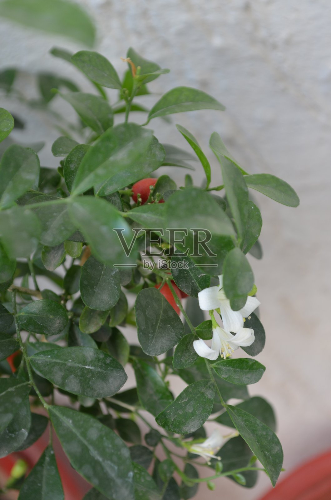 Murraya是芸香科开花植物的一个属。马杜卡米尼。羽状叶交替排列,具腺体,芳香且皮革质。白色花朵散发香气。红色浆果。照片摄影图片