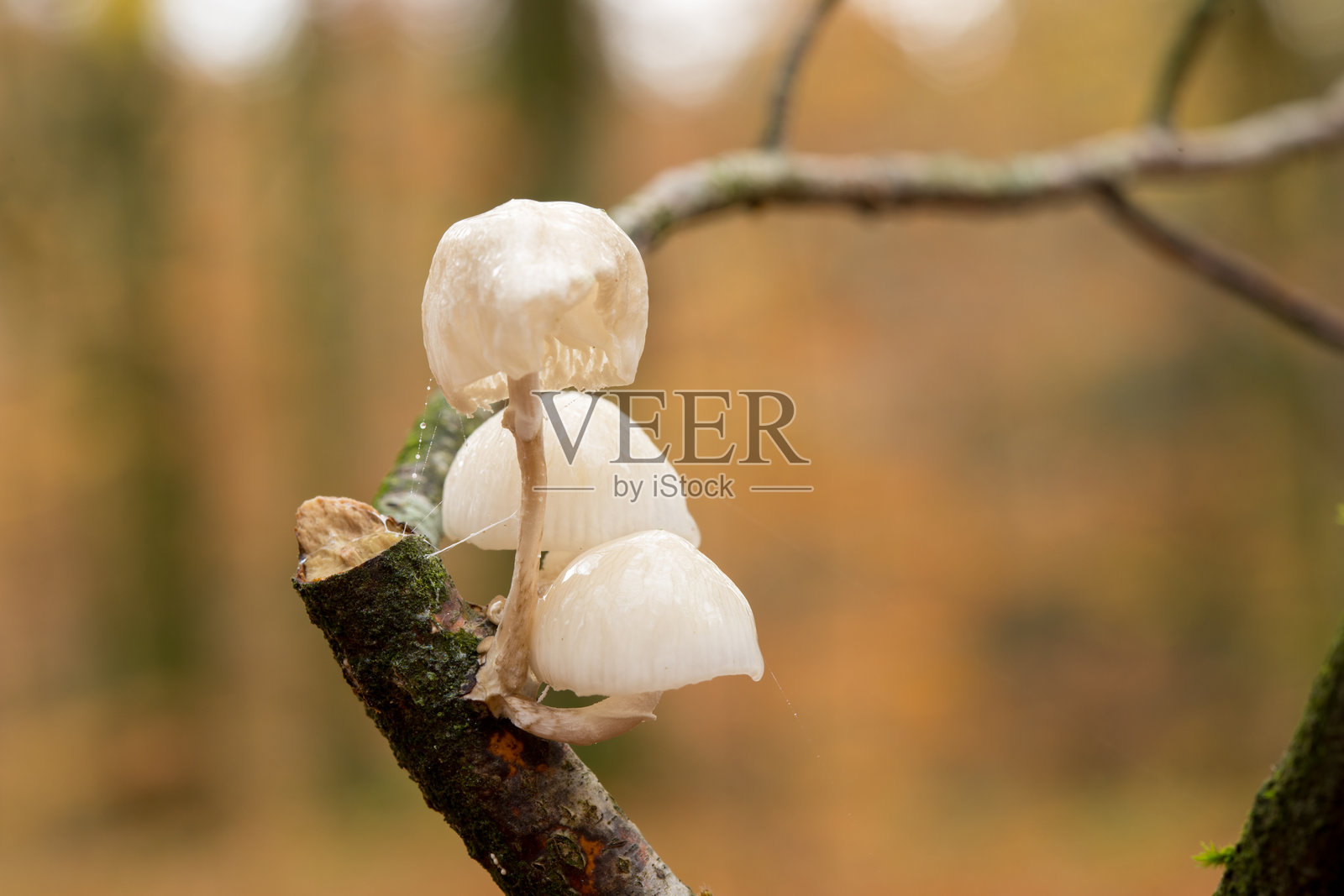 树皮上的瓷菌(Oudemansiella mucida),丹麦维堡,欧洲照片摄影图片